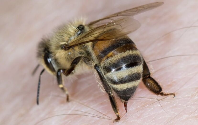 picadas de abelha para aumentar o pênis